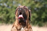 FILA BRASILEIRO 122